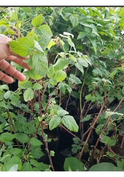 Yediveren Ahududu Fidanı Tüplü 50-70cm Bol Verimli Meyve Fidanı