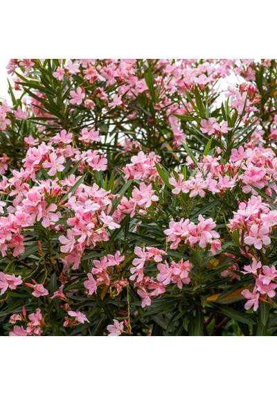 Zakkum Nerium Oleander 60-80 Cm 20 Adet