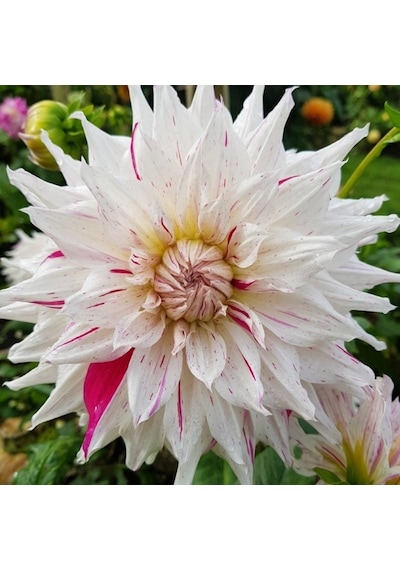 Dev Çiçekli Riviera Dahlia Yıldız Çiçeği Soğanı Yumrusu 1 Adet