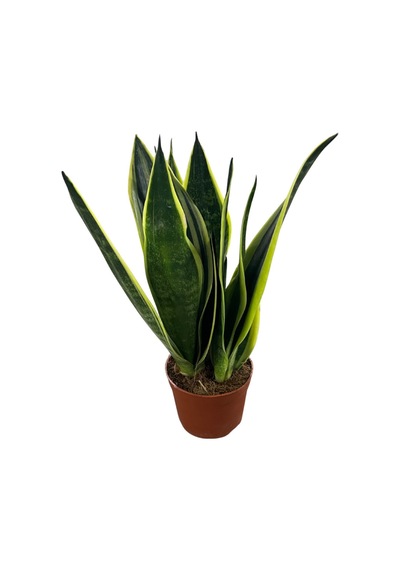 Sansevieria Trifasciata 'black Gold' Paşa Kılıcı