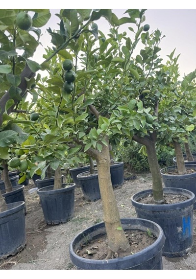 55 Lt Saksıda ,15 Yaş Yetişkin Yediveren Limon Ağacı Boy 150-200 Cm