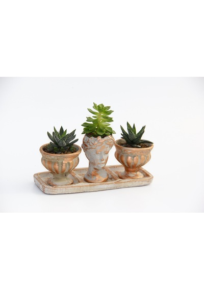 Trio Helen Orange Sukulent Seti - Haworthia Pumila. Echeveria
