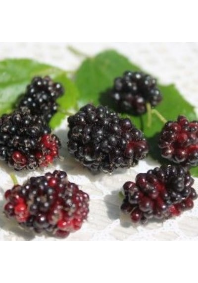 Mojo Berry Siyah Bodur Dut Fidanı 1-2 Yaş