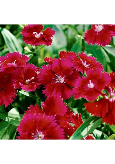 Dianthus Heddewigii Red Karanfil Çiçeği Tohumu 100 Adet