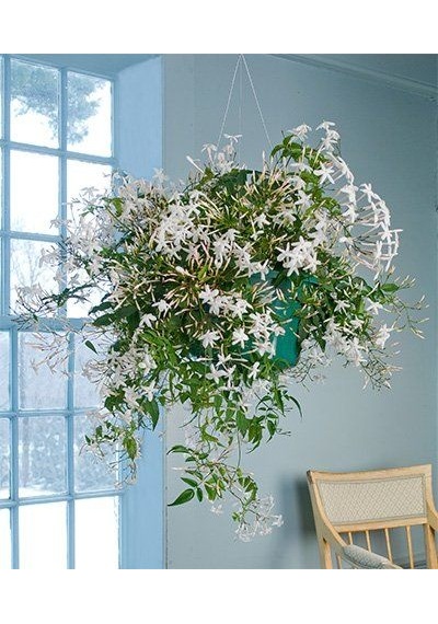 Jasminum polyanthum – Çin Yasemini