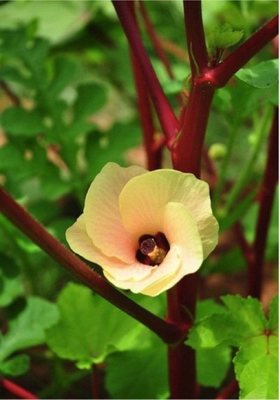 20 Adet Red Burgundy Bamya Tohumu
