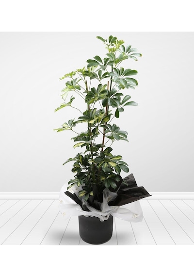 Videolu Çift Dal Alacalı Şeflera Çiçeği 45-90 Cm Saksılı Iç Mekan Bitkileri Schefflera