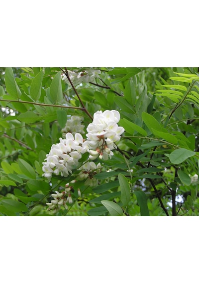 Akasya Fidanı Beyaz Çiçekli Yalancı Akasya - Robinia Pseudo-ac