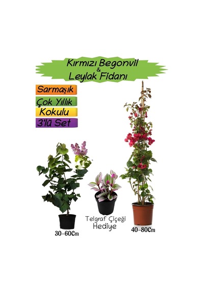 Kırmızı Renk Begonvil+kokulu Mor Leylak Fidanı+telgraf Çiçeği 3'lü Peyzaj Seti