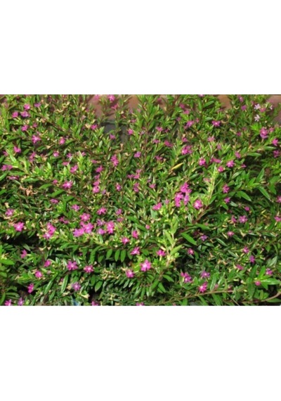 Pembe Kufeya Çiçeği1 Adet Saksılı/ Tüplü 35-55cm İç/ Dış Mekan Bitksi