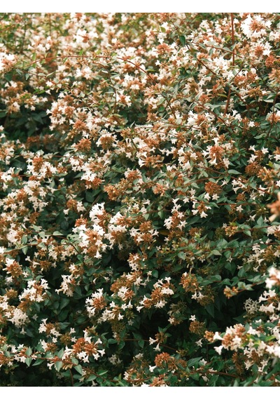 Abelya Çiçeği Fidanı Abelia Ssp. 1+2 Yaş Tüplü Bahçe Ve Çit Bitkisi