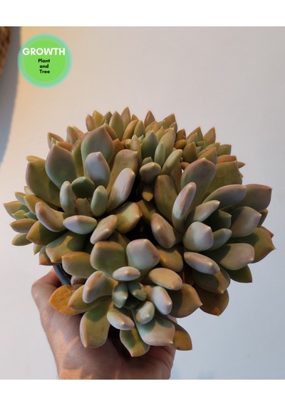 Pachyveria Draco Sukulent 1 Adet