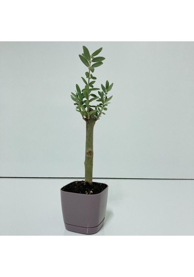Mor Lüx Saksıda Bonsaiye Uygun Zeytin Fidanı