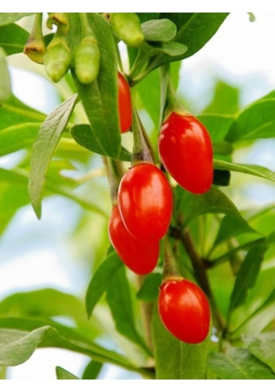 2 Adet Goji Berry Fidanı Damaye Tombul Meyve Tüplü 1 Yaş 12 Ay Dikebilirsiniz....