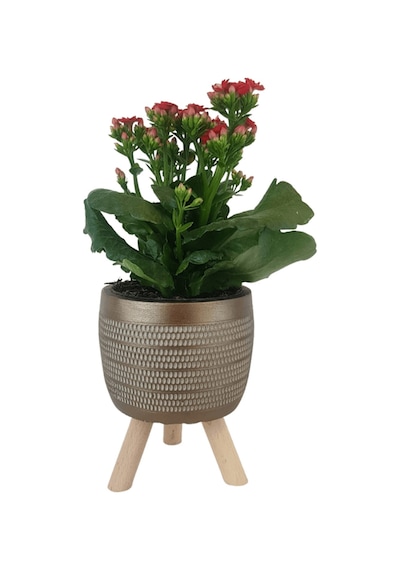 Kırmızı Kalanşo Gold Damla Saksıda Kalanchoe
