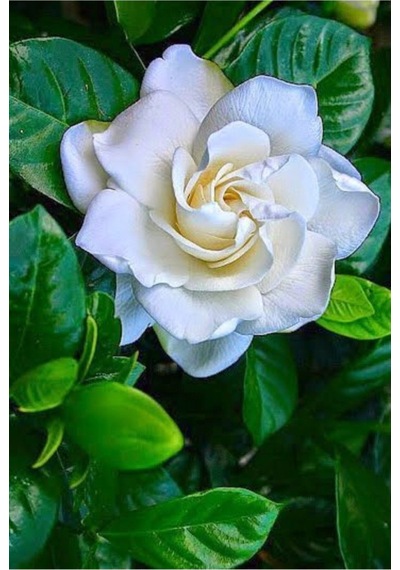 Gardenia Jasmionides Gardenya Fidanı Ofis Salon Bitkisi 10-20 Cm