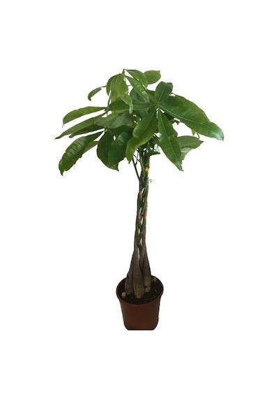 Pachira Aquatica- Örgülü Para Ağacı-paçhira 75-80 Cm