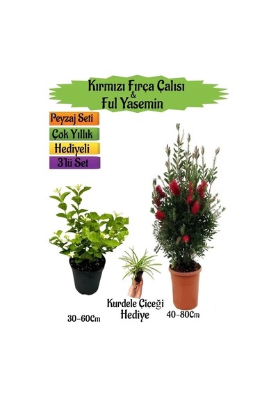 Kırmızı Fırça Çalısı+kokulu Ful Yasemin+kurdele Çiçeği Peyzaj Seti