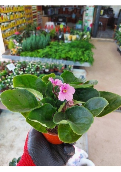 Saksılı ( Açık Pembe Afrika Menekşe Çiçeği )( Ağız Çağı 10 cm lik Saksıda)