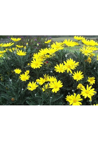 10 ADET SARI PAPATYA EURYOPS- ÇOK YILLIK DIŞ MEKAN ÇİÇEĞİ