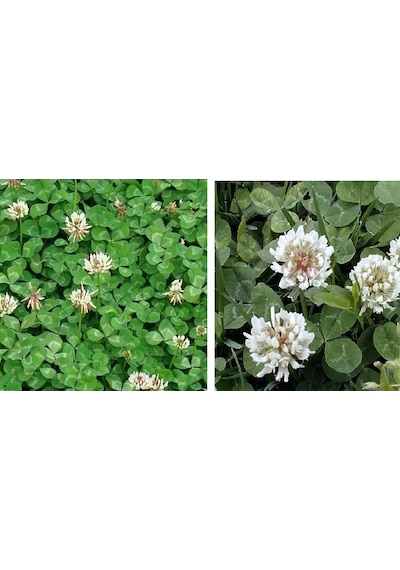 Üçgül Tohumu Ak Üçgül Trifolium Repens Süs Yoncası Bodur Yoncası 1 KG