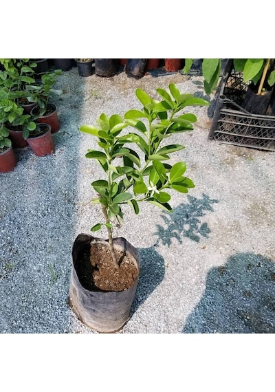 Ithal Aşılı İri Kamkat Fukushu Ultra Bodur. Saksıda