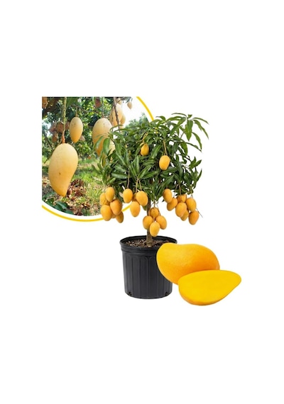 Aşılı Ataulfo Bal Mangosu Fidanı - 2 Yaş - Dünyanın En Tatlı Lifsiz Honey Mangosu - 60-70 Cm Tüplü