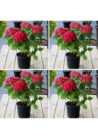 Videolu 4 Adet Kırmızı Ortanca Çiçeği 25-45 Cm Saksılı Çiçekli Bodur Bitkiler Red Hydrangea