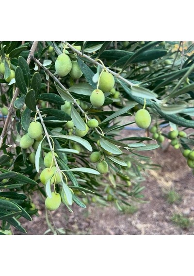 Yüksek Aromalı Susuzluğa Dayanıklı Sofralık Yağlık İri Derik Halhalı Zeytin Fidanı 10-20 Cm
