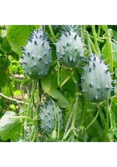 Ithal Tropikal Kiwano Tohumu Ekim Seti