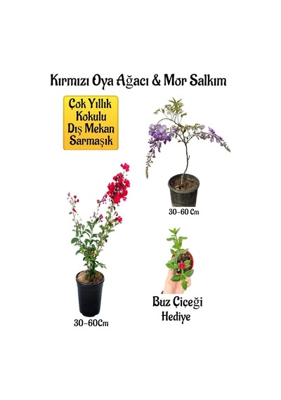 Kırmızı Oya Ağacı Fidanı+mor Salkım Ağacı Fidanı Buz Çiçeği Bahçe Peyzaj Seti