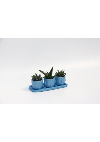 Trio Mavi Adler Sukulent Seti - Haworthia. Aloe Ferox