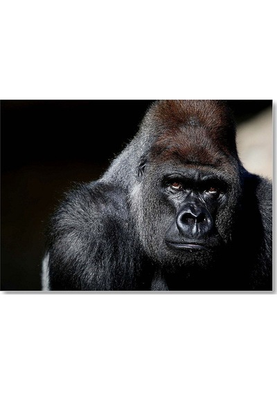 Cakasepetim Western Lowland Gorilla Görseli Ahşap Mdf Tablo