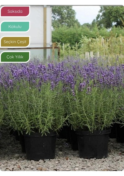 Bitkim Sende Lavanta Fidanı İngiliz Lavandula Angustifolia Hidcote, Saksıda, Kokulu, Çiçek Açan, Çalı