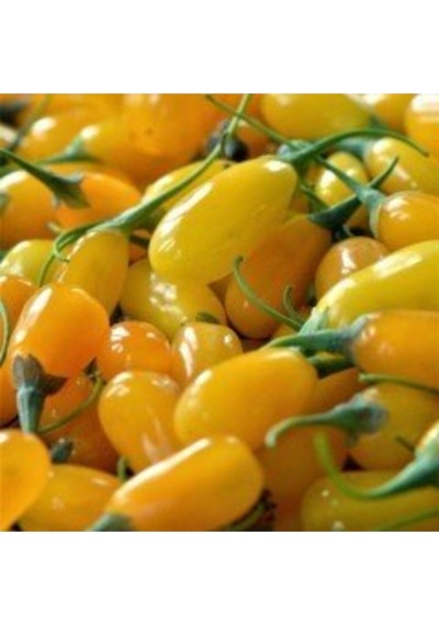 2 Adet Goji Berry Fidanı Sarı Renk Tombul Meyve Tüplü 1 Yaş 12 Ay Dikebilirsiniz....