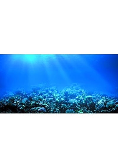 Kanki Pet 125 cm KP1256322 Akvaryum Arka Fon Yapıştırma 125x63 cm