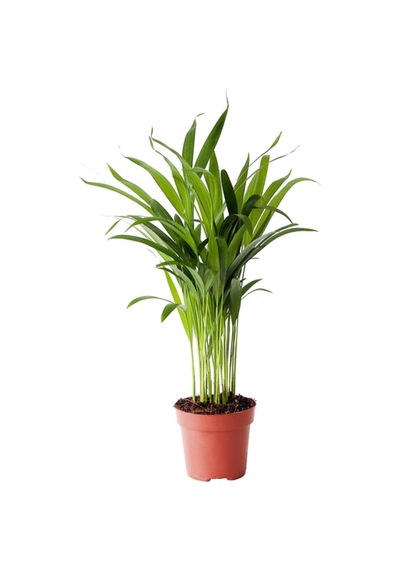 Gardenbox Dypsis Lutescens Areca Palm, Areka Palmiyesi, Mini İç Mekan Bitkisi, 30 Cm Diğer