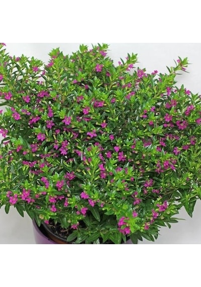Kufeya Cennet Çiçeği Fidanı Pembe 10-20 Cm