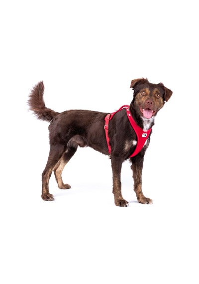 Belka Harness Air-mesh Light-tan 2xl Genel