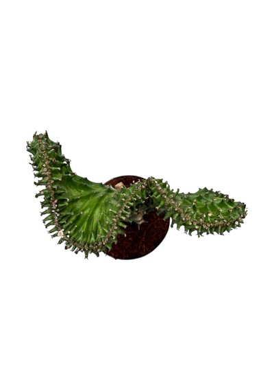 Euphorbia Lactea 'Green Cristata' (Kaktüs) Ø10,5 CM Y20-25 CM