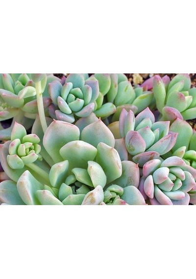 Serada Decor Plant Echeveria Profilicea Sukulent Bitki