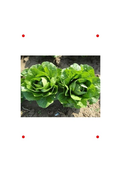 Yedikule Marul Tohumu - 10 Gram