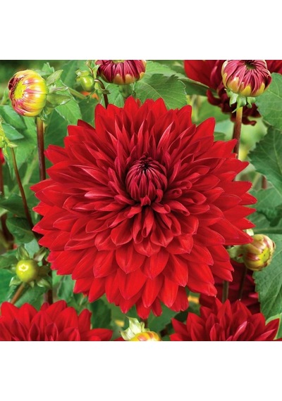 Büyük Çiçekli Red Wonder Yıldız Çiçeği Dahlia Yumrusu 1 Adet