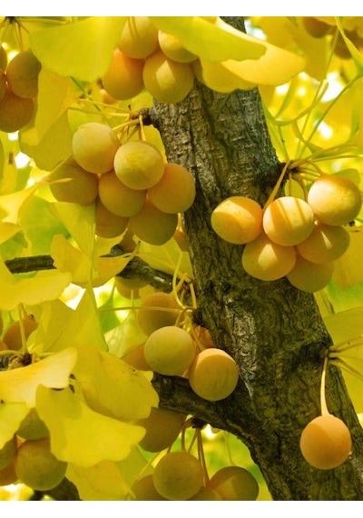 Mabet Ağacı Fidanı Ginkgo Biloba - 1-2 Yaşında Dayanıklı Ve Şif