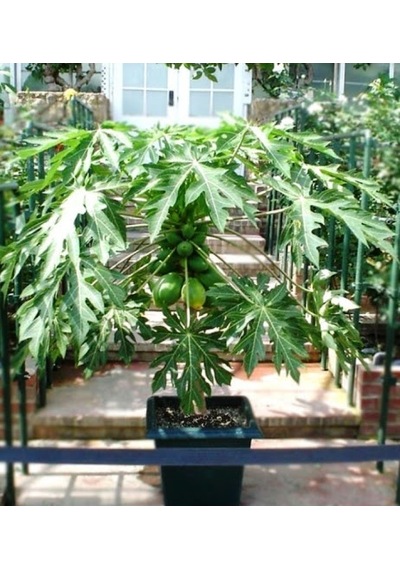 Bodur Papaya Ağacı Tohumu 3 Tohum + Tohum