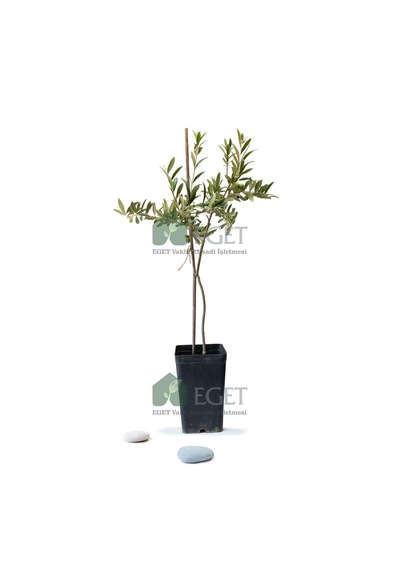 Organik Arbequina Zeytin Fidanı