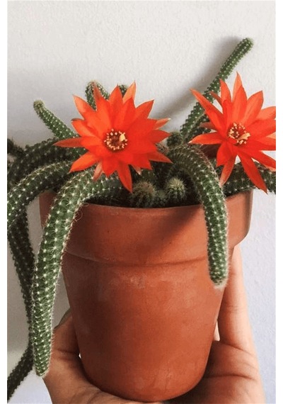 Çiçek Açan Yılan Kaktüsü | Chamaecereus Silvestrii