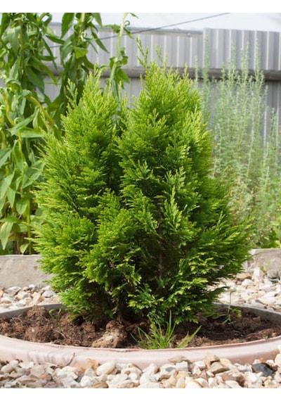 Favori Ürün Yeşil Yapraklı Leylandi Fidanı 10 25 Cm 40 Adet Tüplü Dış Mekan Ağaç Cupressus