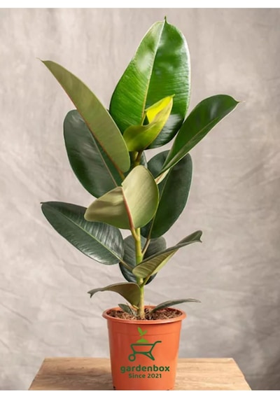 Kauçuk Salon Çiçeği 1 Adet Saksılı 20-45cm İç Mekan Salon Çiçeği