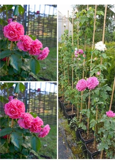 Yediveren Sarmaşık Mis Kokulu Pembe Gül Fidanı 3 Adet Saksılı 40-65 Cm Climbing Pink Rose